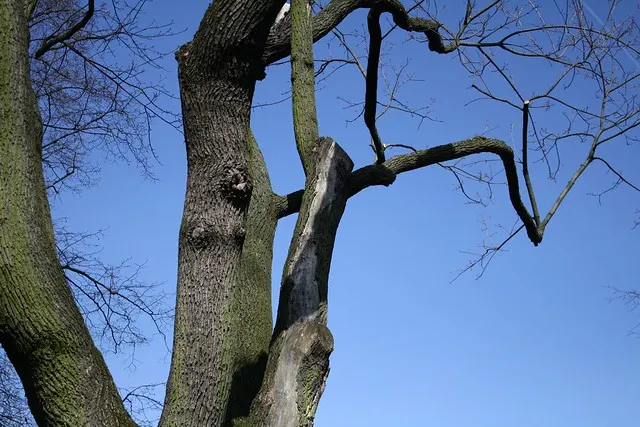 rudolph-wilde park