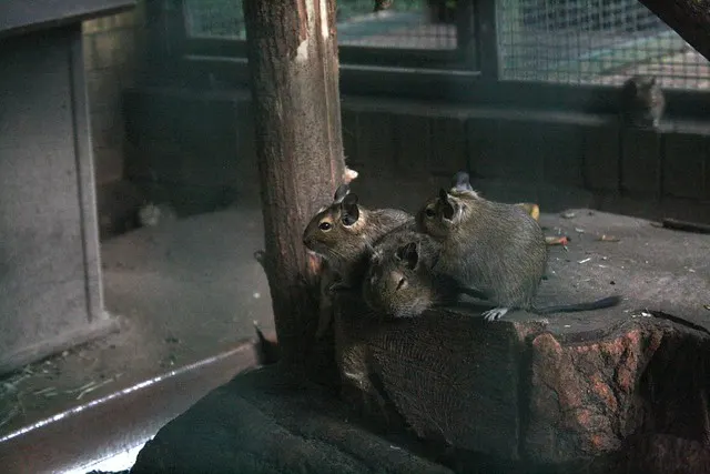 berlin tierpark
