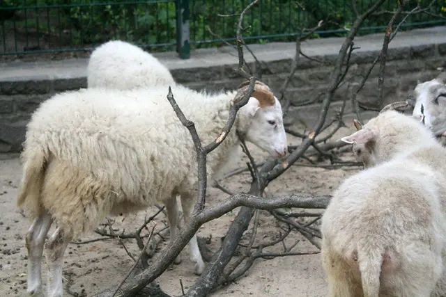 tierpark berlin