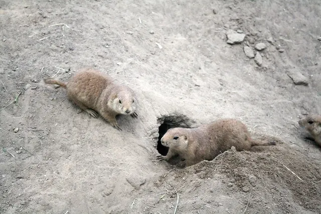 tierpark berlin
