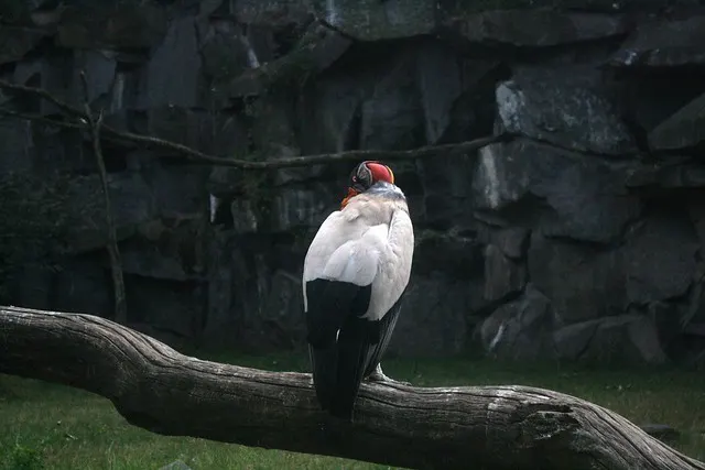 tierpark berlin