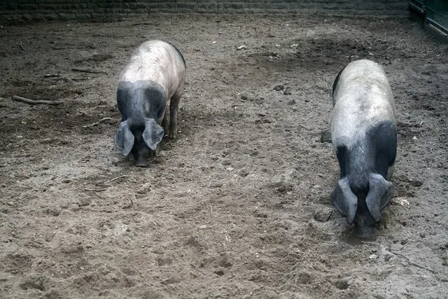 berlin tierpark