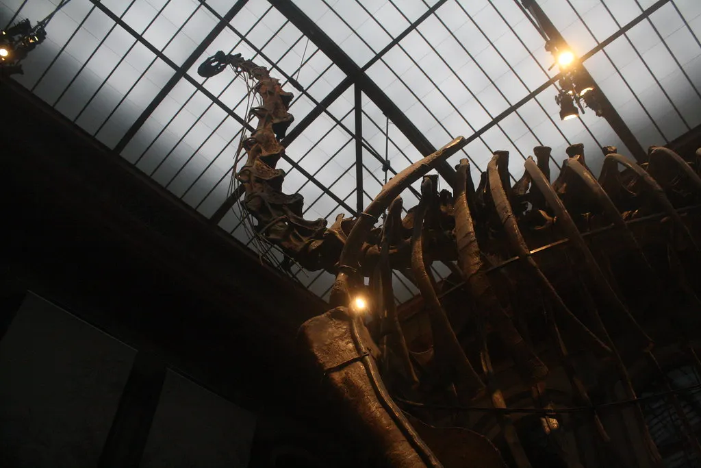 museum für naturkunde