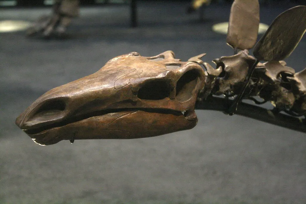 museum für naturkunde