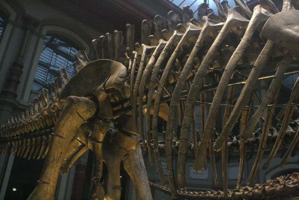 museum für naturkunde