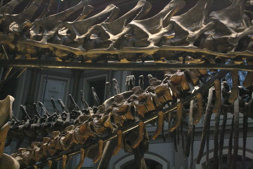 museum für naturkunde