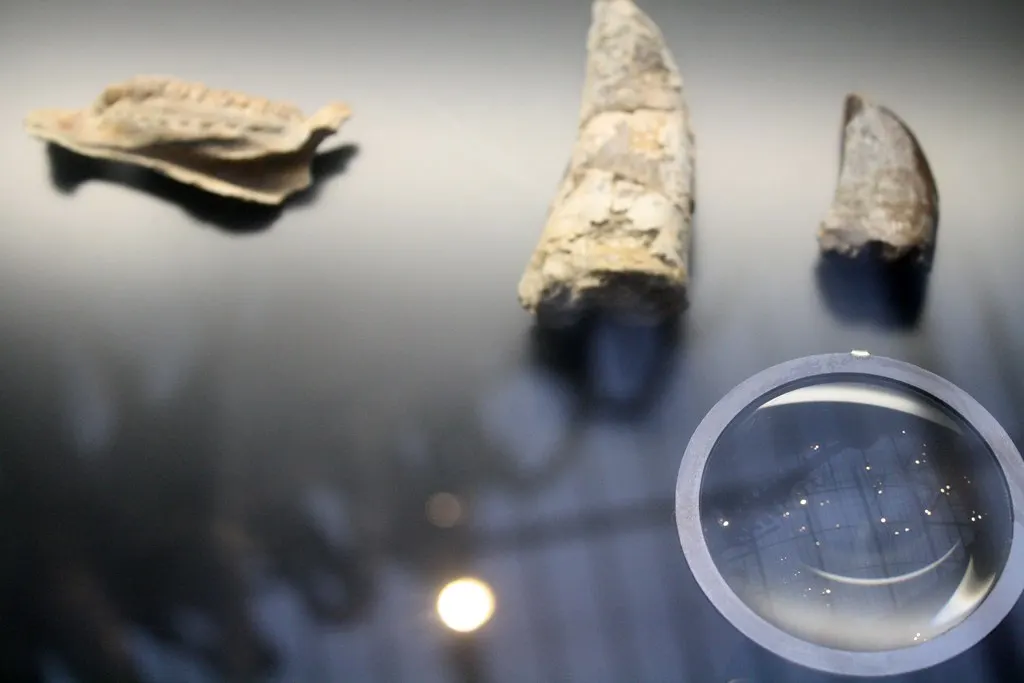 museum für naturkunde