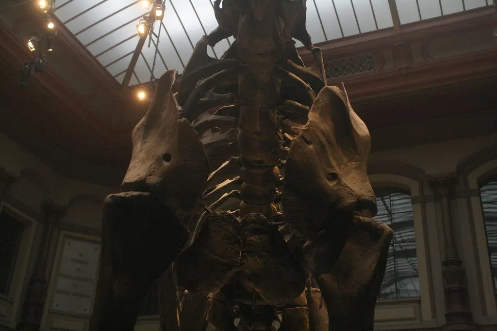 museum für naturkunde