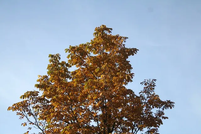 fall in berlin