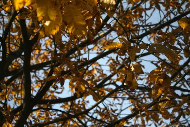 fall in berlin