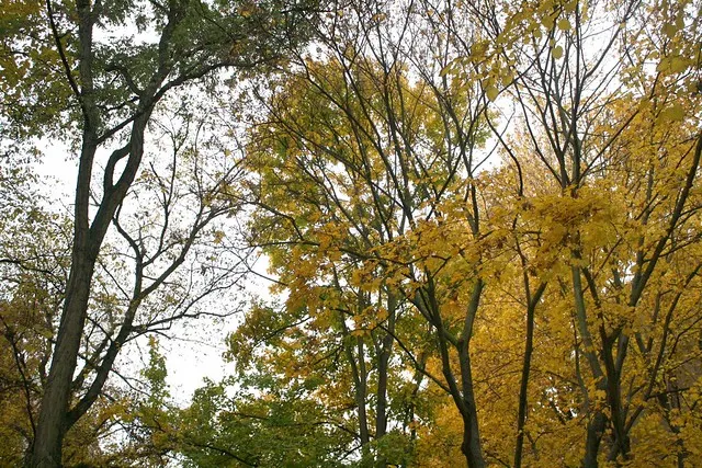 fall in berlin