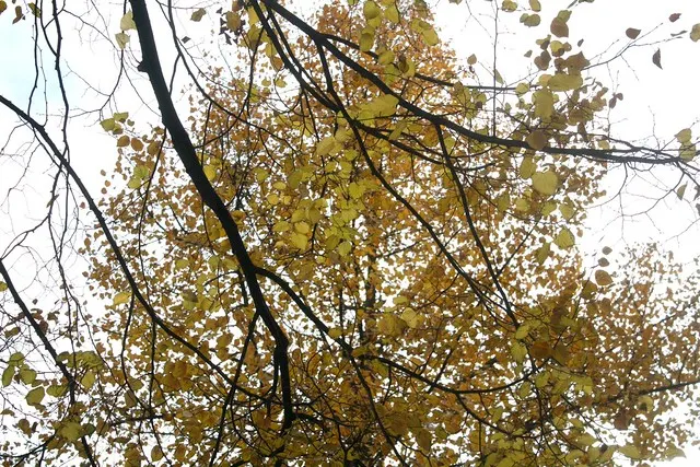 fall in berlin