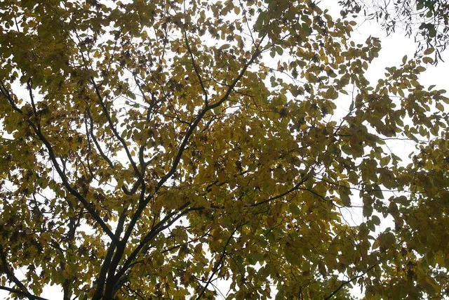 fall in berlin