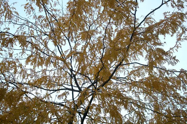 fall in berlin