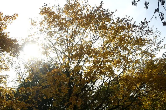 fall in berlin