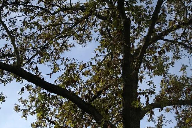 fall in berlin
