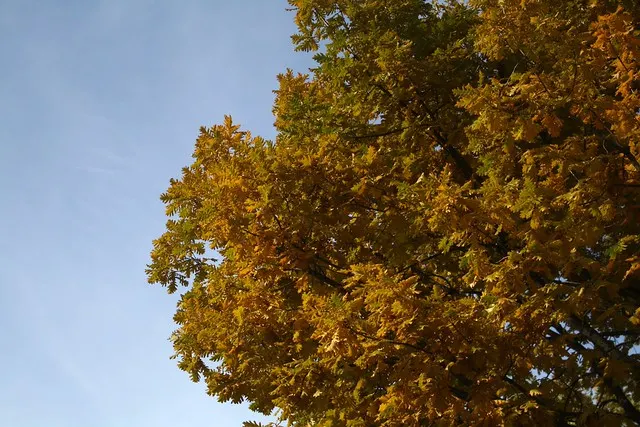 fall in berlin