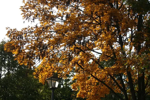fall in berlin
