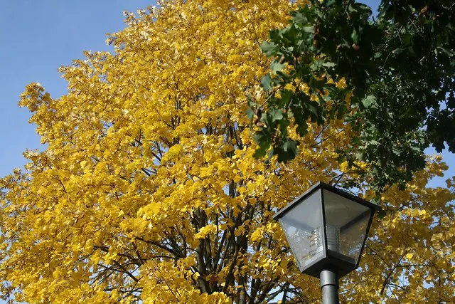 fall in berlin
