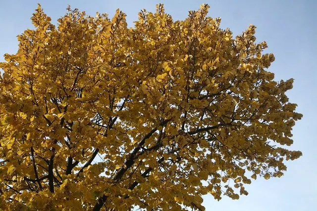 fall in berlin