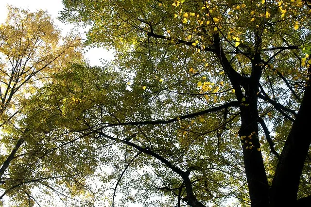 fall in berlin