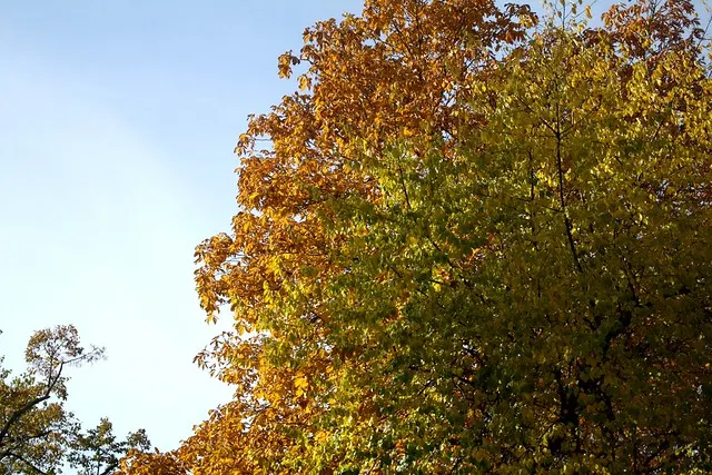 fall in berlin