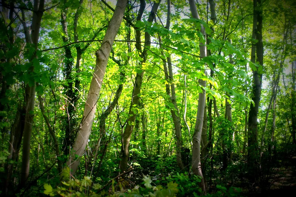 gartenstadt falkenberg (05.05.13)