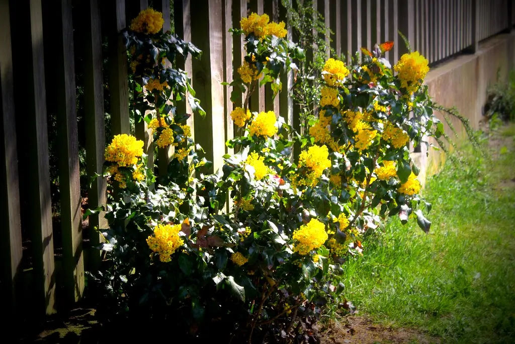gartenstadt falkenberg (05.05.13)