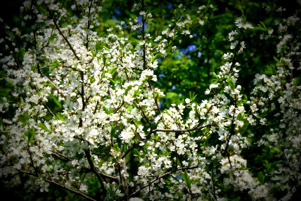 gartenstadt falkenberg (05.05.13)