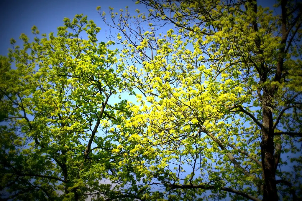 gartenstadt falkenberg (05.05.13)