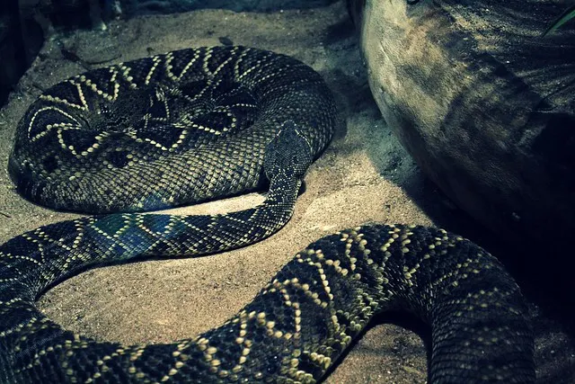 universeum