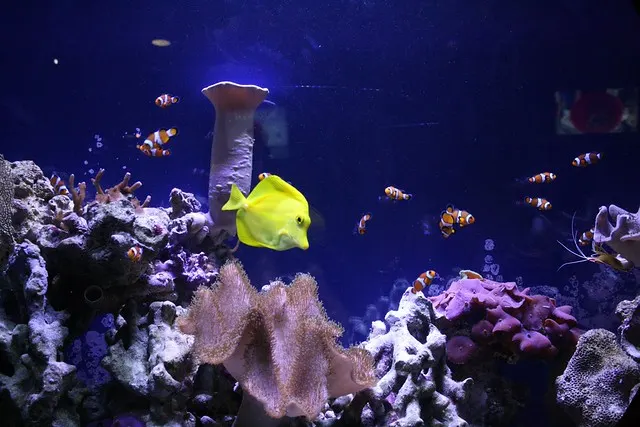 universeum