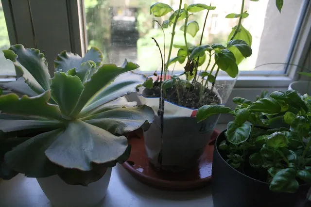 green living