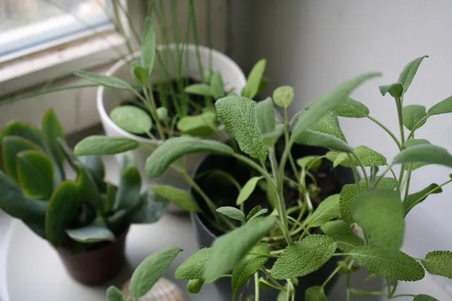 green living