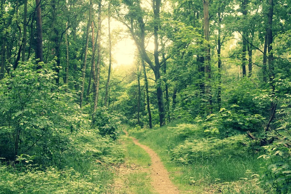 grunewald, not grünewald