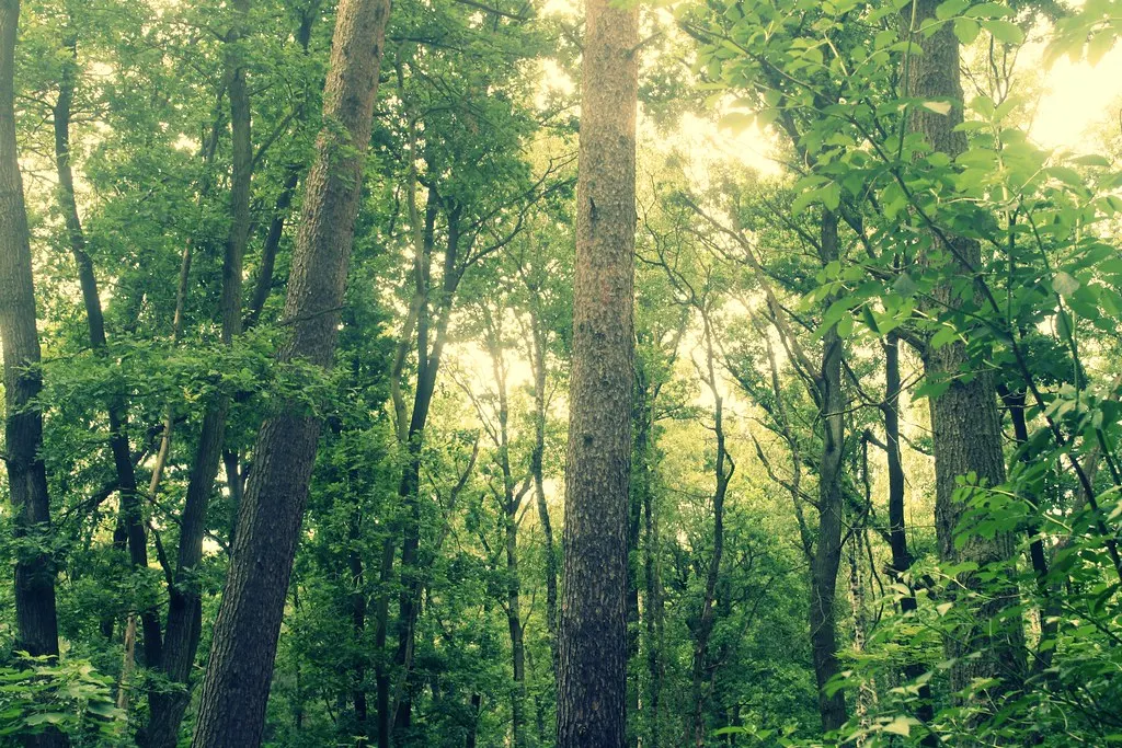 grunewald, not grünewald