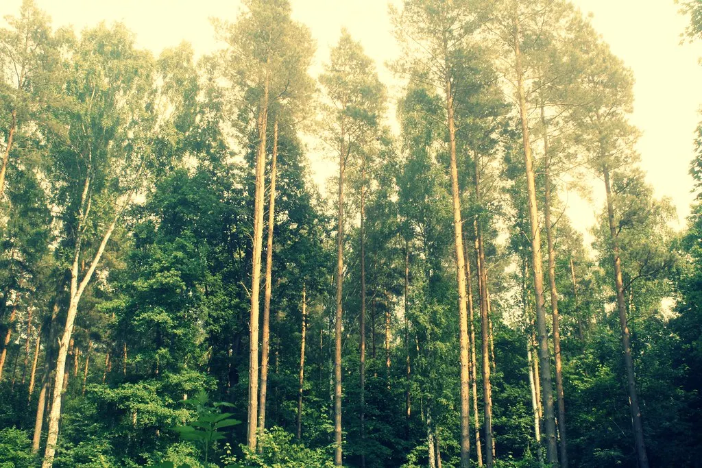 grunewald, not grünewald