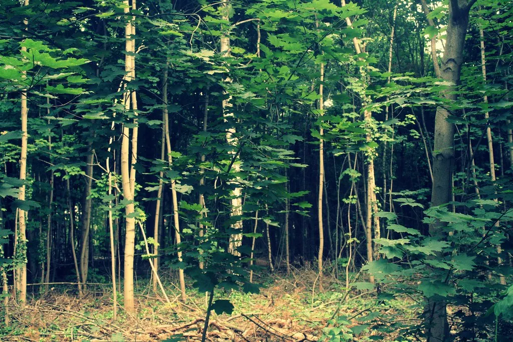grunewald, not grünewald