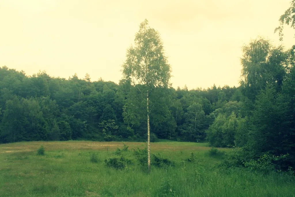 grunewald, not grünewald