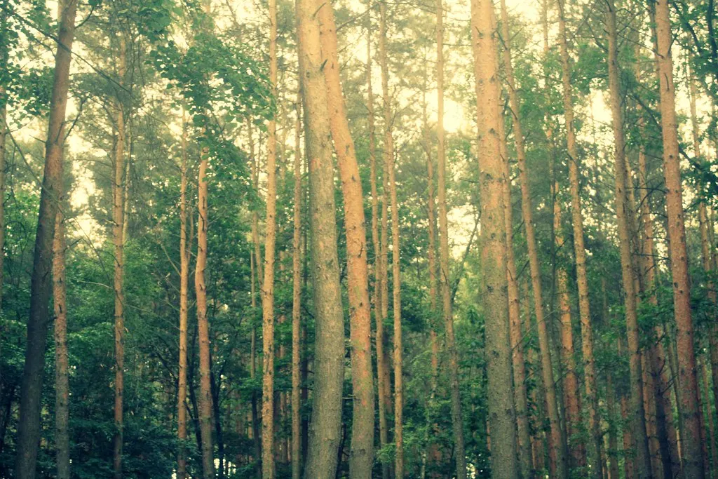 grunewald, not grünewald