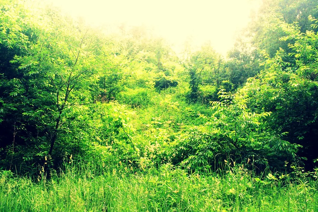 grunewald, not grünewald