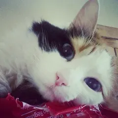 instagram.