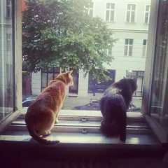 instagram