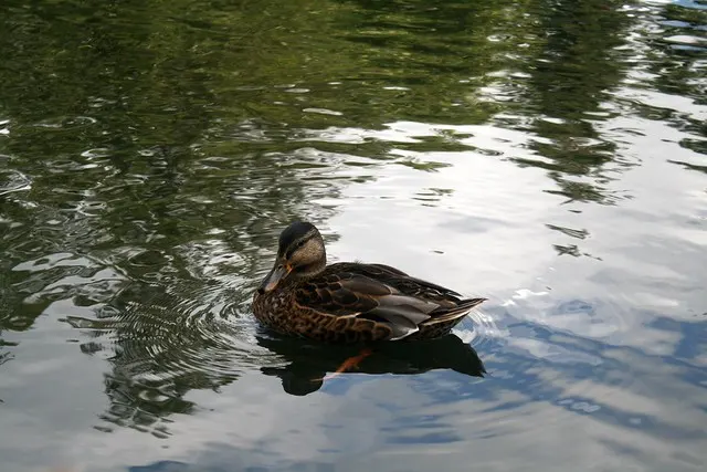 anniversary in spreewald