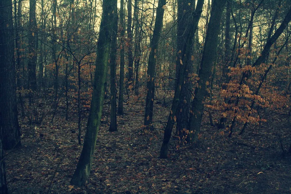 morning in the (zehlen)dorf
