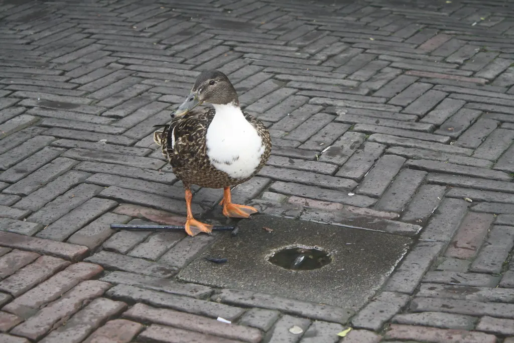 amsterdam adventure