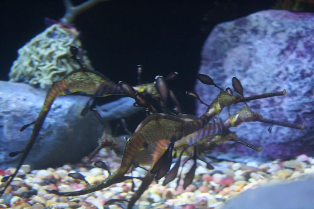 seahorses: beyond imagination