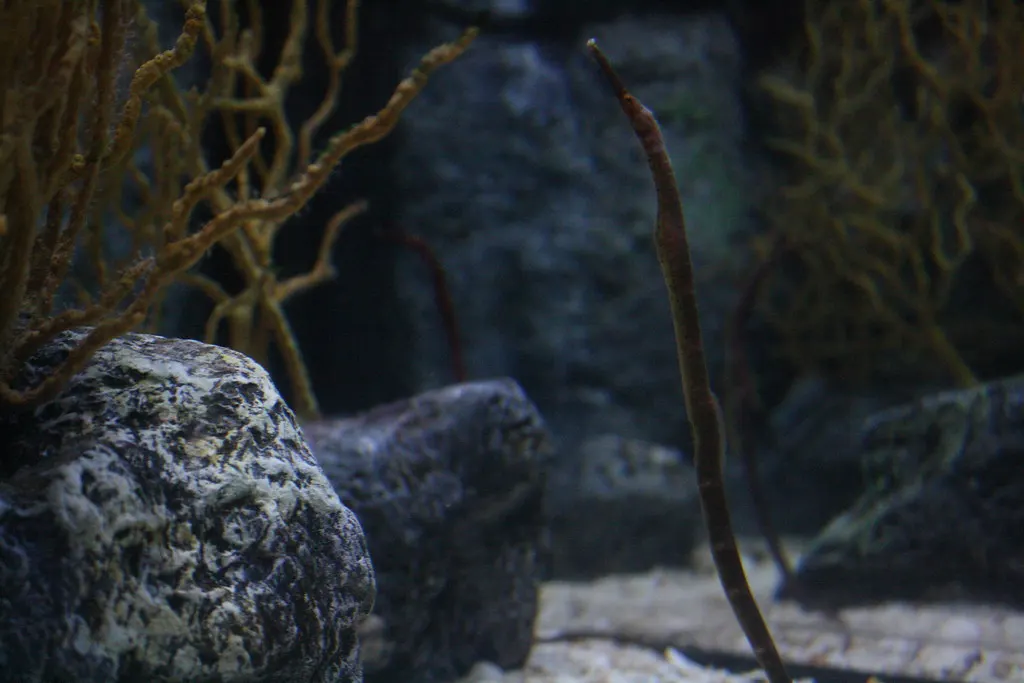 seahorses: beyond imagination
