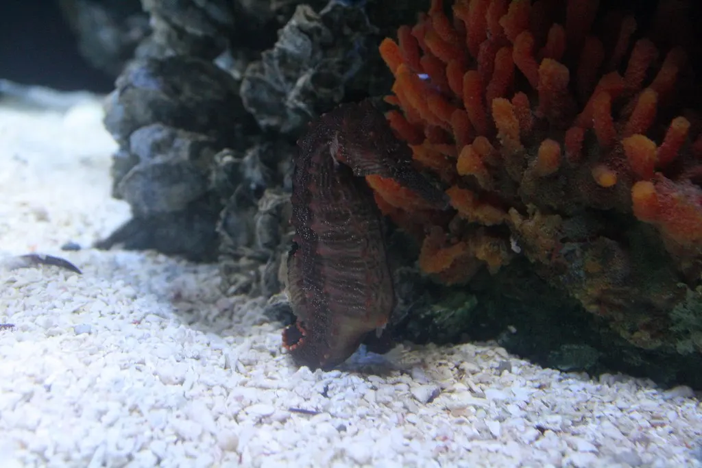 seahorses: beyond imagination