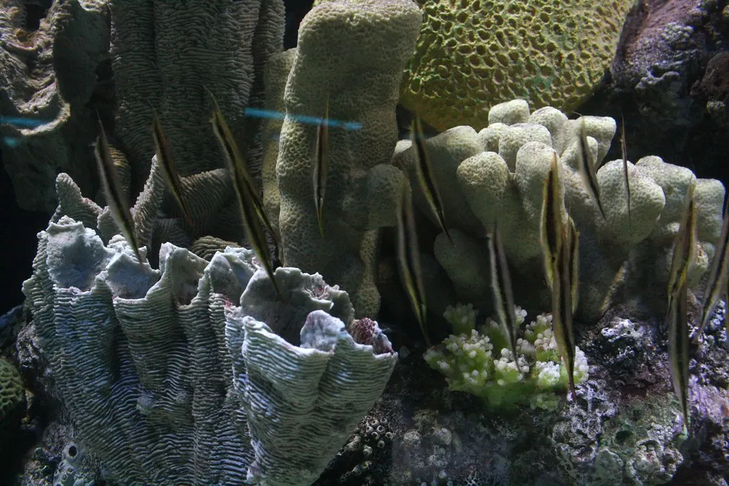 seahorses: beyond imagination